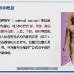 《局部解剖学微课》44集